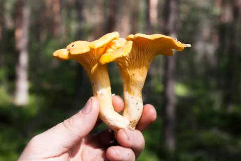 Two chantarelles Stock Photos