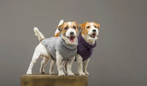 Two charming Jack Russell posing in the studio in warm sweaters. Stock Photos