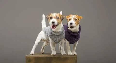 Two charming Jack Russell posing in the studio in warm sweaters. Stock Photos