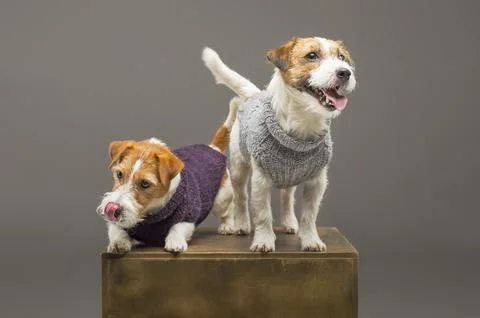 Two charming Jack Russell posing in the studio in warm sweaters. Stock Photos