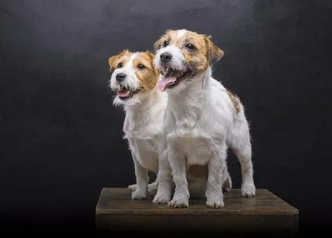 Two charming Jack Russell posing in a studio on a black background. Stock Photos