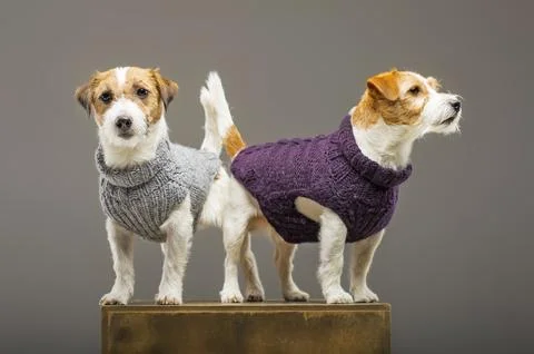 Two charming Jack Russell posing in the studio in warm sweaters. Stock Photos