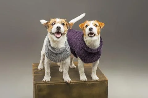 Two charming Jack Russell posing in the studio in warm sweaters. Stock Photos