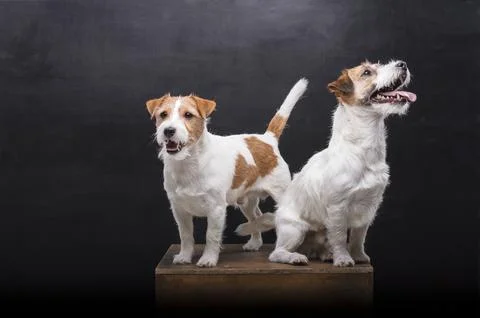 Two charming Jack Russell posing in a studio on a black background. Stock Photos