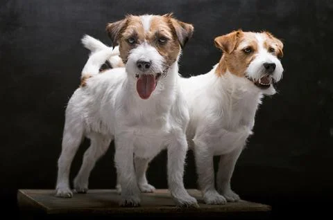 Two charming Jack Russell posing in a studio on a black background. Stock Photos