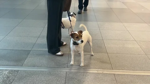 Two charming Jack Russell Terriers in a good mood with their owner are waiting. 스톡 동영상 311073751