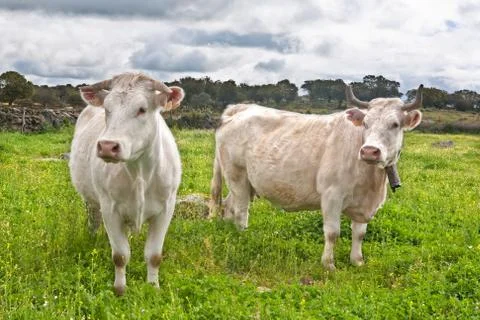 Two charolais cows Stock Photos