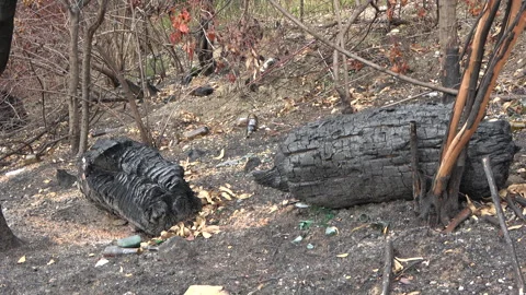"Two charred pieces of tree trunk after the park fire" Stock Footage 285247460