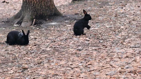 Two cheerful perky black rabbits are running on dry leaves in the forest, lookin Stock Footage 201051804