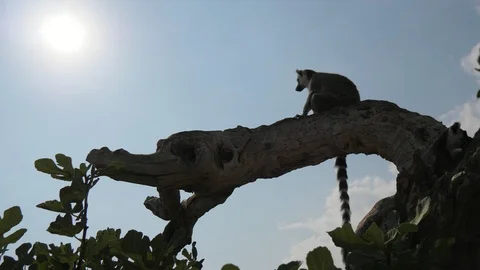 Two cheery lemurs sitting on a dry tree and watching around at sunset in summer Stock-Footage 116823717