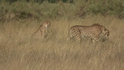 Two cheetah brothers move through grass as camera wobbles slightly Part 4 Stock Footage 322979414