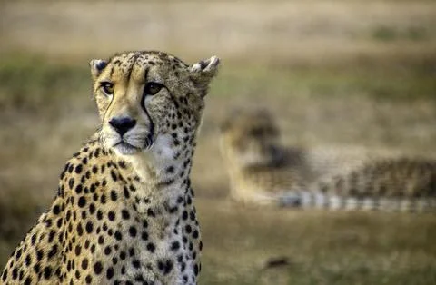 Two Cheetah resting Stock Photos