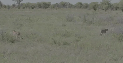 Two cheetah walking the grass, 6k DNxHR 12bit 動画素材 252233045