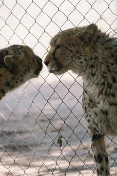 Two cheetahs communicating through a net in one of african nature reserves Stock Photos