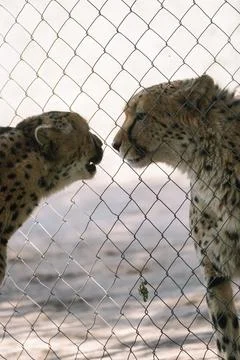 Two cheetahs communicating through a net in one of african nature reserves Stock Photos