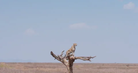 Two Cheetahs by dead tree in shade scanning horizon at day Stock Footage 314780684