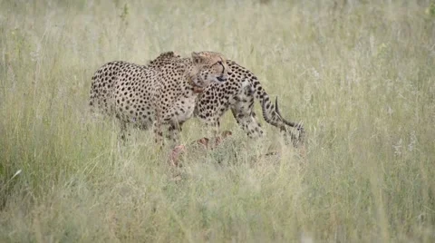 Two cheetahs eating their fresh catch, an impala Stock Footage 49896533
