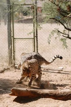 Two cheetahs fighting for a piece of meat in one of african nature reserves.. Stock Photos
