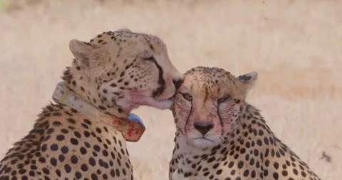 Two cheetahs groom each other in dry grassland in sunny day Stock Footage 314783861