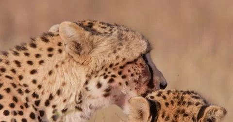 Two cheetahs groom each other in a grassy field Stock Footage 314787837