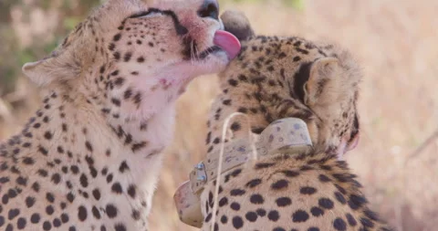 Two cheetahs groom each other in dry grassland in sunny day Stock Footage 314791478