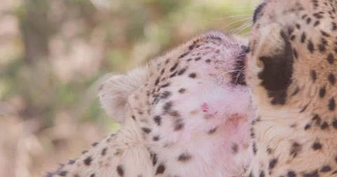 Two cheetahs grooming each other in a savanna in sunny day Stock Footage 314781321