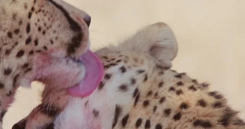 Two cheetahs grooming each other in a desert in sunny day Stock Footage 314784765