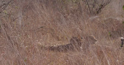 Two Cheetah's heads sunbathing together in morning sun Video stock 314782176