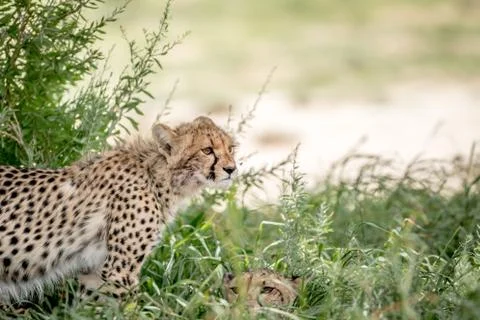 Two Cheetahs in the high grasses. Stock Photos