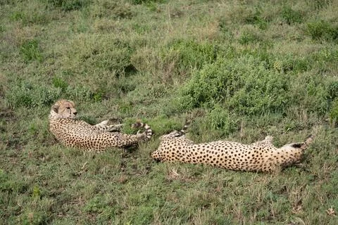 Two cheetahs lay in the grass, relaxing in the Serengeti National Park Tanzan Stock Photos