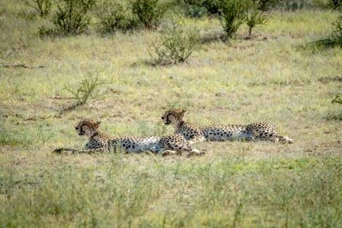 Two Cheetahs laying in the grass. Stock Photos
