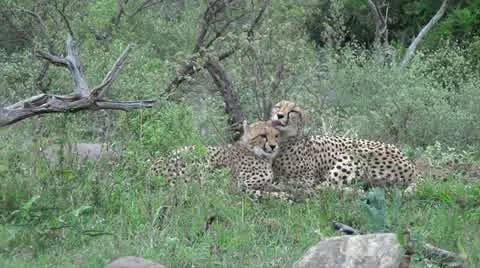 Two cheetahs licking each other Stock Footage 11238648