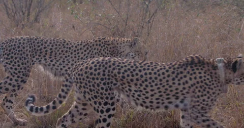 Two Cheetahs limping and walking in golden sunny morning Stock Footage 314782253