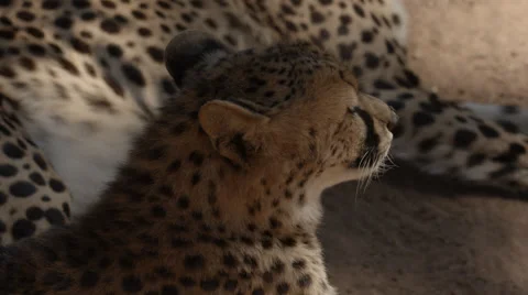 Two Cheetahs lying in the sand Stock Footage 53315001