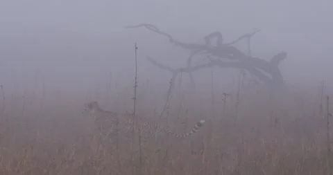 Two Cheetahs one running and other sitting in foggy savannah Stock Footage 314784226
