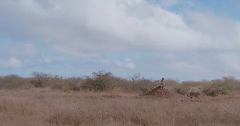 Two Cheetahs one sitting on dirt mound and other walking away Stock Footage 314791016