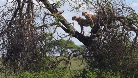Two Cheetahs Perched High in Tree Telephoto Lens 4k Wildlife Shot Stock Footage 338258028