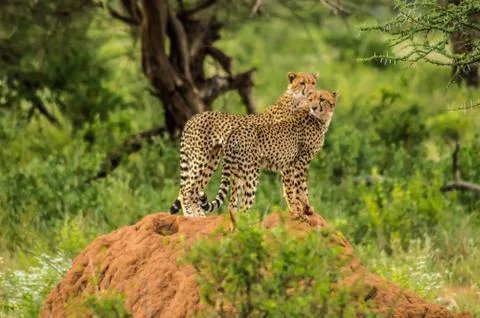 Two cheetahs perched on a termite mound Stock Photos