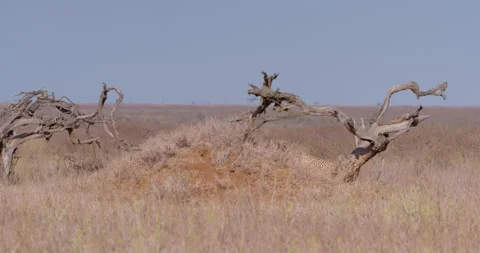 Two cheetahs resting behind mound in Savannah on sunny day Video stock 314788817