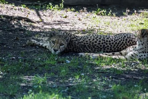 Two cheetahs resting on the ground in dappled sunlight under trees Stock Photos