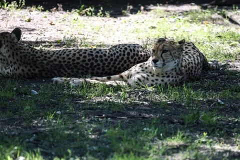 Two cheetahs resting peacefully on the grass in dappled sunlight Stock Photos