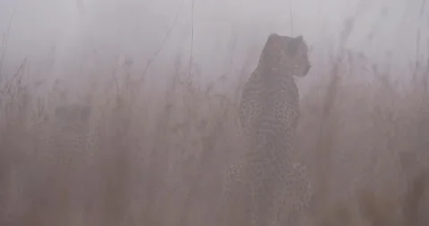 Two cheetahs resting in tall grass savannah in morning Stock Footage 314789227