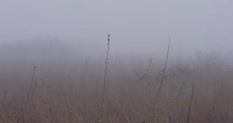 Two Cheetahs sitting and standing then scanning in foggy savannah Stock Footage 314784581