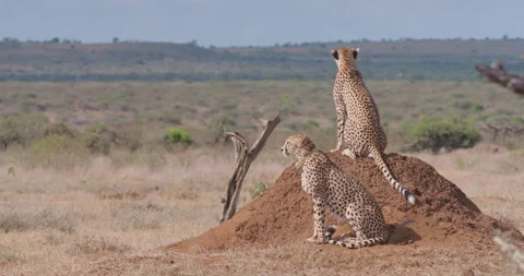 Two Cheetahs sitting on dirt mound under morning sun Stock Footage 314783597
