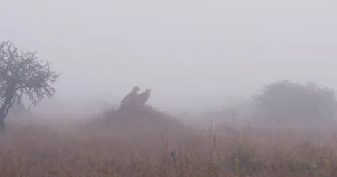 Two Cheetahs sitting on grassy mound in foggy savannah Stock Footage 314789479