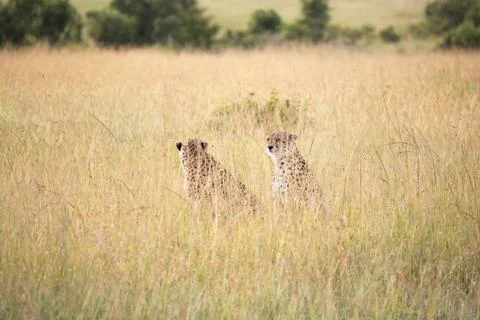 Two Cheetahs sitting in long grass in Kenya Foto stock