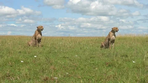 Two Cheetahs Sitting in Savanna Grass 4k Telephoto Lens Wildlife Nature Shot Stock Footage 338254905