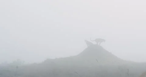 Two cheetahs stand atop a misty hill in savannah in morning Stock Footage 314780360