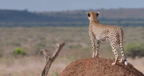 Two cheetahs standing on dirt mound in sunny morning Stock Footage 314782728
