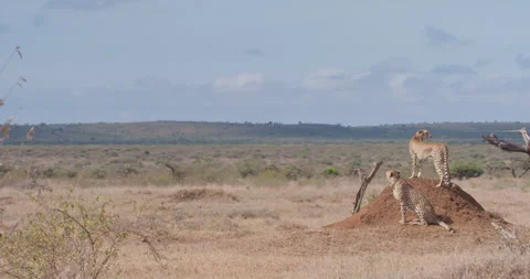 Two Cheetahs standing on dirt mound in sunny savannah Stock Footage 314792146